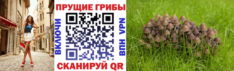где купить   Лангепас  Псилоцибиновые грибы Psilocybe 
